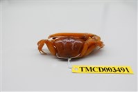 藏品(北方丑招潮蟹)的圖片